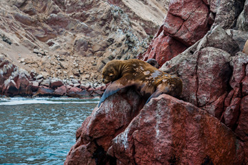 Obraz premium Fur seal on the red cliffs. Fur Seal on Ballestas Islands, Paracas National Reserve. Peru