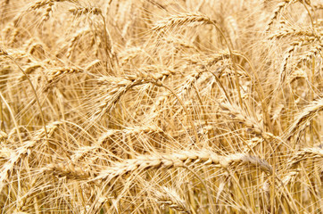 Fields of wheat at the end of summer fully ripe