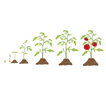 Tomato grow cycle. From small seed to big tomato.