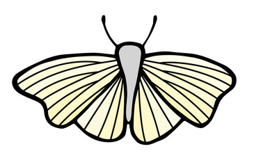 Fototapeta na wymiar Moth. Colored vector hand drawing illustration of insect.