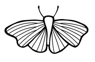 Fototapeta na wymiar Moth. Outline vector hand drawn illustration of insect.