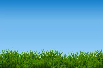 Foto op Plexiglas Green grass isolated on blue sky background. © liagloss