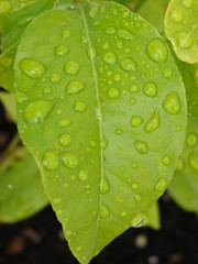 lemon