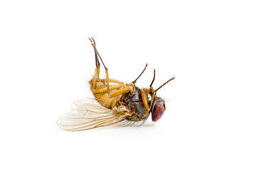 dead fly isolated on a white background