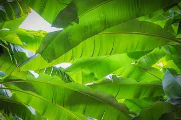 Sous les bananiers © trolhas