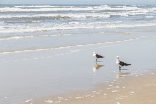 Seagul walking at the beach