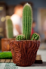 Cactus with blurry natural background.