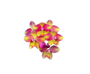 Beautiful Purple orchid flower on white background