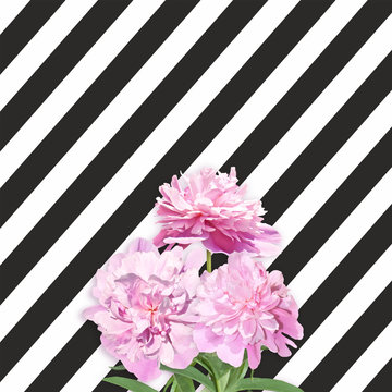 Fototapeta Bouquet of pink peonies on the black white striped background. Three peonies on the striped background