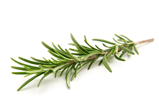 Twig of rosemary on a white background