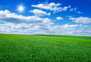 Fototapeta premium Image of green grass field and bright blue sky