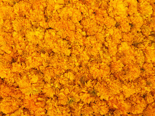 Marigold flowers are used in Buddhist altar, Imports golden yell