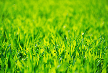 Fototapeta premium Green grass texture from a field