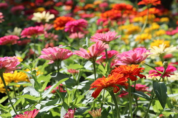 Zinnia elegans colorful flowers in the park