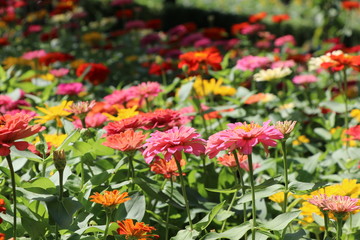 Zinnia elegans colorful flowers in the park