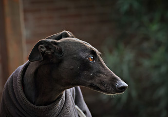 Portrait of a black greyhound