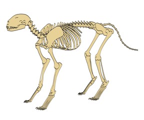 2d cartoon illustration of feline skeleton