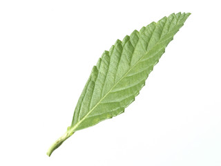 Fototapeta premium green tea leaf isolated on white background