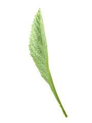 green tea leaf isolated on white background