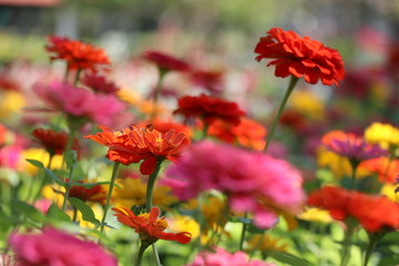 Zinnia elegans colorful flowers in the park