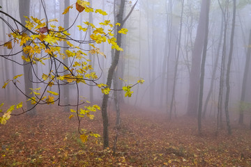 The maple leaves in autumn colors grow on mountain slope and beech wood in the distant hidden by thick fog, Crimea