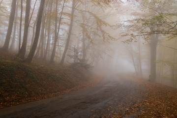 Old road through autumn beech forest with golden leaves on the branches and the mountain mist in the distance, Crimea - obrazy, fototapety, plakaty