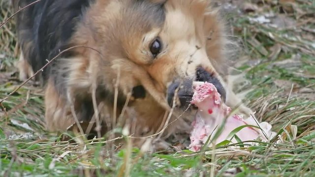 dog eats a piece of meat with outdoor bone
