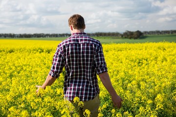 Rear view of man walking in mustard field - Powered by Adobe