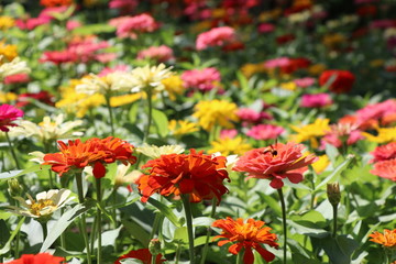 Zinnia elegans colorful flowers in the park
