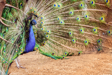 Obraz premium Peacock