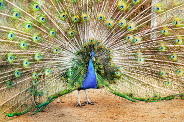 Obraz premium peacock dissolved the tail