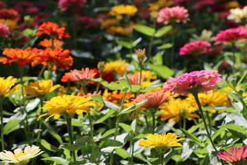 Zinnia elegans colorful flowers in the park