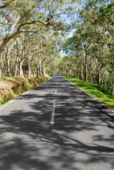 Long road lined trees at La Reunion island, France