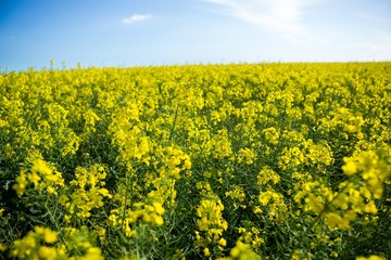 View of mustard field