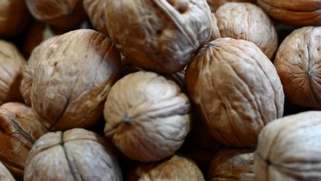 Fresh walnuts in shells, closeup macro pan.
