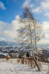 A Frozen Tree Enjoying Sunlight