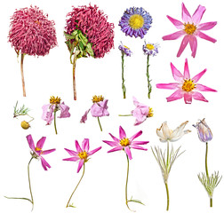 Set of dry flowers: pink asters, violet asters, cosmos flowers, snowdrops isolated on white background
