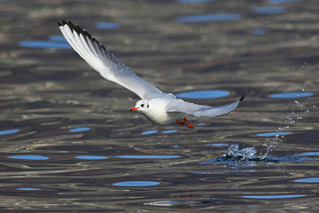 Common seagull flying low above water with open wings