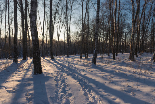 Fototapeta winter forest 