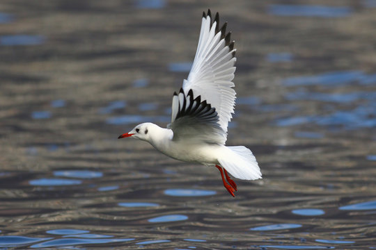 Common seagull flying low above water with open wings