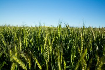 View of beautiful wheat field