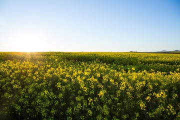 View of beautiful mustard field