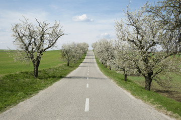 spring road with trees in bloom