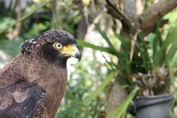 Falcon Peregrine or golden eagle, Closeup