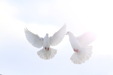 pair of white doves flying in the winter sky with sunny hotspot
