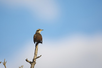 ツグミ(Dusky thrush)
