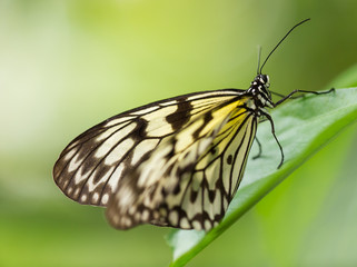 Paper Kite or Large Tree Nymph butterfly.