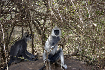 Africa - Monkeys in the wildlife