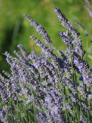 Obraz premium Schön blühender Lavendel