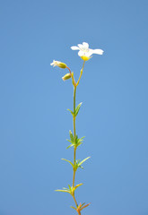 Acker-Hornkraut (Cerastium arvense)